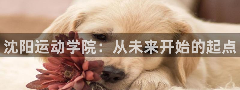 betway西汉姆